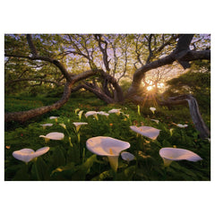 Heye - Puzzle Calla Clearing - Puzzles - +14 - HEY29906