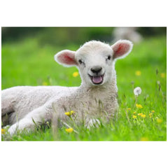 Ravensburger - Our Farm Animals - 2x12 Pieces - Puzzles