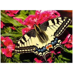 Ravensburger - Puzzle 500 Pezzi Animali Colorati - Puzzle