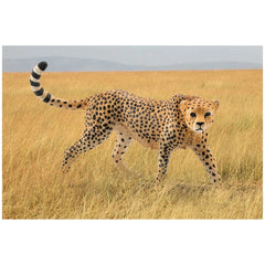 Schleich - Wild Life - Cheetah Female - Action & Toy Figures - 14746