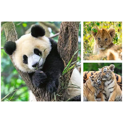 Ravensburger - Panda, Tigre e Leone - 3x49 Pezzi - Puzzle