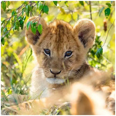 Ravensburger - Panda, Tigre e Leone - 3x49 Pezzi - Puzzle