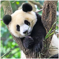 Ravensburger - Panda, Tigre e Leone - 3x49 Pezzi - Puzzle