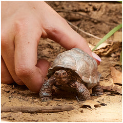 Schleich - Wild Life - Giant Tortoise - Action & Toy Figures - 14824